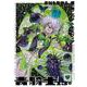 青騎士　第13A号<23>(青騎士コミックス) [コミック]
