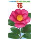 花(小学館の図鑑NEO POCKET ネオぽけっと〈15〉) [図鑑]