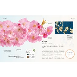 樹木の世界 大図鑑 樹木の世界 大図鑑 | クリス・クレネット, フィオナ