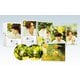 劇場版 美しい彼～eternal～ 豪華版 [DVD]