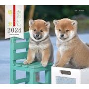 2024年カレンダー かわいい柴犬(誠文堂新光社カレンダー) [カレンダー]