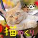 Cats Calendar 猫めくり2024－１年366日、猫まみれ 2024 [カレンダー]