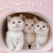 こねこのきもちカレンダー 2024 [カレンダー]