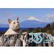 産経新聞社　猫どころカレンダー2024 [カレンダー]