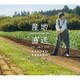 草野華余子／産地直送vol.1