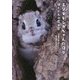 エゾモモンガちゃんの日々―ぼくたちの森と空 [単行本]