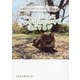 ニャンズとともにかけがえのない時を過ごす喜び―保護ねこのみんなとの泣き笑い歳時記 [絵本]
