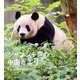 シャンシャンの中国だより [単行本]