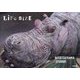 LiFe SiZE―新聞紙から生まれる動物たち [単行本]