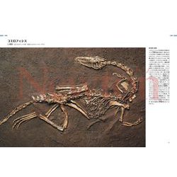 ヨドバシ.com - 恐竜と古生物306種大図鑑―プレミアム・特別版(Newton大