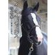 イクイノックス写真集―世界一の景色(廣済堂・競馬コレクション) [単行本]