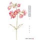 夏の終点 上(ジャンプコミックス) [コミック]
