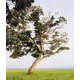 津波の木―TSUNAMI TREES [単行本]