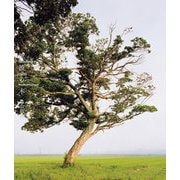 津波の木―TSUNAMI TREES [単行本]