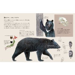 月刊たくさんのふしぎ　2022年度　11冊 918zq5o1AqL._UF1000,1000_QL80_.jpg