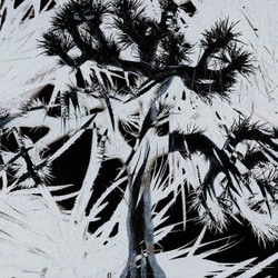 Plastic Tree／Plastic Tree