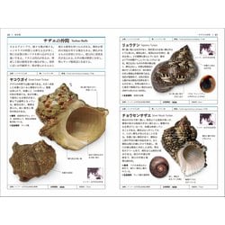 貝類図鑑 ヨドバシ.com - 貝類図鑑(自然科学ハンドブック) [全集叢書