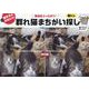 群れ猫まちがい探し（ブティック・ムック） [ムックその他]