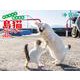 2025 沖昌之 やんちゃで気ままな 島猫カレンダー [カレンダー]