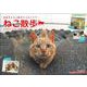 2025 中山祥代ねこ散歩カレンダー [カレンダー]
