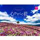 心やすらぐ花　名所絶景カレンダー　２０２５ [カレンダー]