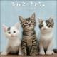 こねこのきもちカレンダー 2025 [カレンダー]
