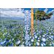 日本の絶景を探して季節の花を巡るカレンダー 2025 [カレンダー]