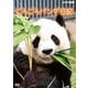 ごろごろパンダ日記 [DVD]
