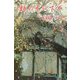 柿の木の下で（現代名随筆叢書） [単行本]