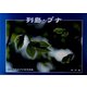 列島・ブナ―日本列島のブナ林写真集 [単行本]