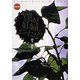 僕が妊婦だったなら(現代詩の新鋭〈31〉) [全集叢書]
