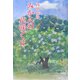 みかんの花咲く丘 [単行本]