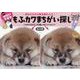 癒されながら脳を鍛えよう!何ともかわいすぎるもふカワまちがい（ブティック・ムック） [ムックその他]