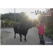 写真集 闘牛女子。 3 [単行本]