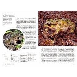 カエルページ ヨドバシ.com - カエル大全―FROGS OF THE WORLD [図鑑] 通販