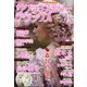 サクラミステリーデラックス 2025年 04月号 [雑誌]