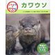 カワウソ(くらべてみよう!どうぶつの赤ちゃん〈23〉) [単行本]