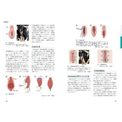牛の臨床 牛の臨床検査診断 |本 | 通販 | Amazon