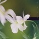 Omoinotake／ひとりごと