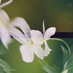 Omoinotake／ひとりごと