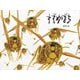 すずめばち [絵本]