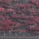 スリープ・トークン／イーヴン・イン・アーケイディア