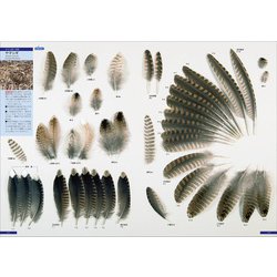 羽原寸大写真図鑑 最終値下げ 原寸大写真図鑑 羽 増補改訂第2版