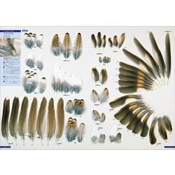 羽 原寸大写真図鑑　増補改訂版 原寸大写真図鑑 羽 増補改訂版 | 叶内拓哉, 高田 勝 |本 | 通販