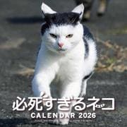 2026　必死すぎるネコカレンダー [カレンダー]