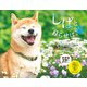 しばと暮らせば♪柴犬 カレンダー 2026 [カレンダー]