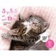 ふわもふこねこ。 CALENDAR 2026 [カレンダー]