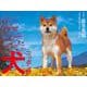 2026年カレンダー　ニッポンの犬 [カレンダー]