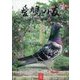 AIKYU NO TOMO （愛鳩の友） 2025年 08月号 [雑誌]