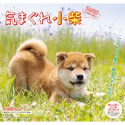 気まぐれ小柴カレンダー 2026 [カレンダー]
